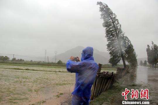 象山县石浦镇受淹的稻田。 林波 摄