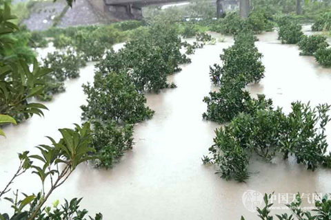 浙江台州章安镇农田受淹，桔子树浸泡水中。（姚菊祥 摄）